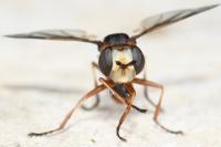 Physocephala vittata