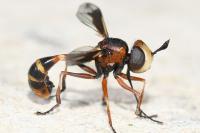 Physocephala vittata