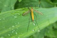 Nephrotoma flavescens