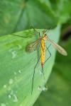 Nephrotoma flavescens