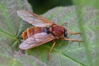 Coenomyia ferruginea