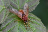 Coenomyia ferruginea