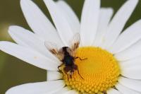 Ectophasia crassipennis