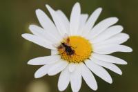 Ectophasia crassipennis