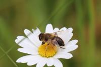 Eristalis tenax