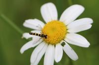 Sphaerophoria scripta