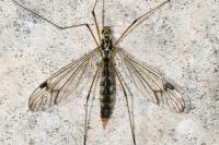 Nephrotoma quadrifaria