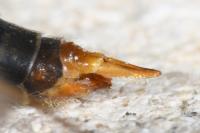 Nephrotoma quadrifaria