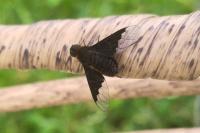 Hemipenthes morio