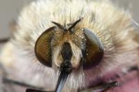 Bombylius venosus