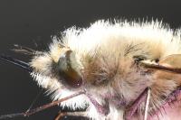 Bombylius venosus