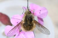 Bombylius venosus
