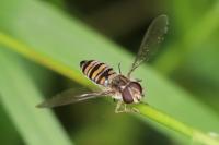 Episyrphus balteatus