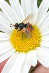 Gymnosoma