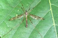 Epiphragma ocellare
