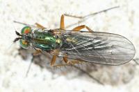 Dolichopus griseipennis