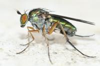 Dolichopus griseipennis