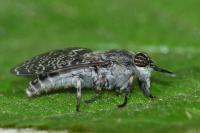 Haematopota pluvialis