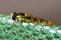 Sphaerophoria scripta