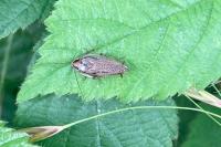 Ectobius lucidus