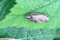 Ectobius lucidus