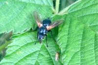 Zophomyia temula