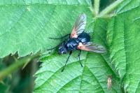 Zophomyia temula