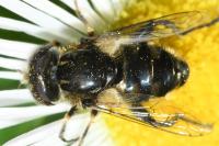 Eristalinus sepulchralis