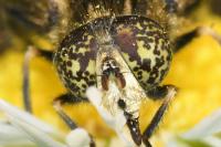 Eristalinus sepulchralis