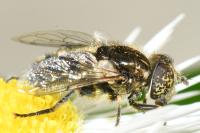 Eristalinus sepulchralis