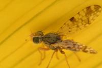 Campiglossa absinthii