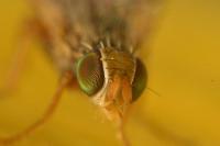 Campiglossa absinthii