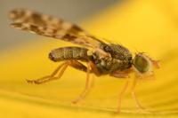 Campiglossa absinthii