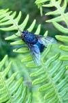 Calliphora vicina