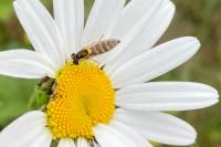 Sphaerophoria scripta