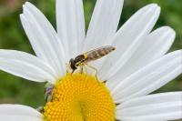 Sphaerophoria scripta