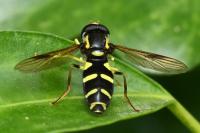 Philhelius pedissequus