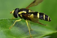 Philhelius pedissequus