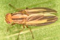 Peplomyza discoidea