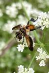 Trichopoda pictipennis
