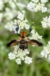 Trichopoda pictipennis