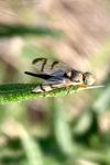 Urophora stylata