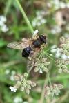 Eristalis pertinax