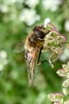 Eristalis pertinax