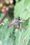 Eutolmus rufibarbis