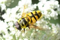 Myathropa florea