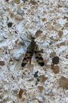 Panorpa vulgaris