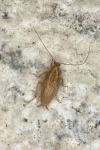 Ectobius pallidus