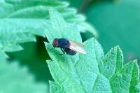 Minettia longipennis