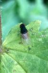 Minettia longipennis